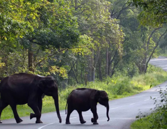 KERALA WAYANAD